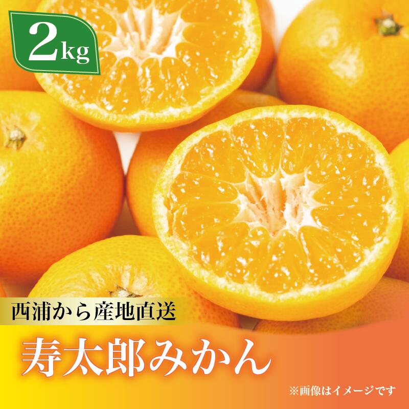 寿太郎 みかん 約2kg 西浦 柑橘 本格 貯蔵 熟成 数量限定 果物 フルーツ 国産