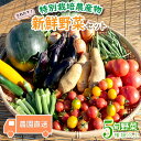 楽天静岡県沼津市【ふるさと納税】 旬 野菜 新鮮 5種類 以上 詰め合わせ セット 産地直送 キャベツ ブロッコリー カリフラワー レタス こまつな 玉ねぎ さつま芋 オクラ いんげん えだまめ 落花生 柿 みかん 白菜 トマト きゅうり なす とうもろこし ズッキーニ トレビス サニーレタス