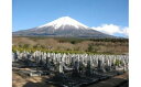 3位! 口コミ数「0件」評価「0」墓地清掃　代行サービス（富士宮市朝霧霊園の墓地限定となります）　静岡県 富士宮市