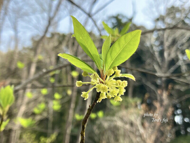 【ふるさと納税】クロモジ ハーブウォーター　送料無料 静岡県 富士宮市