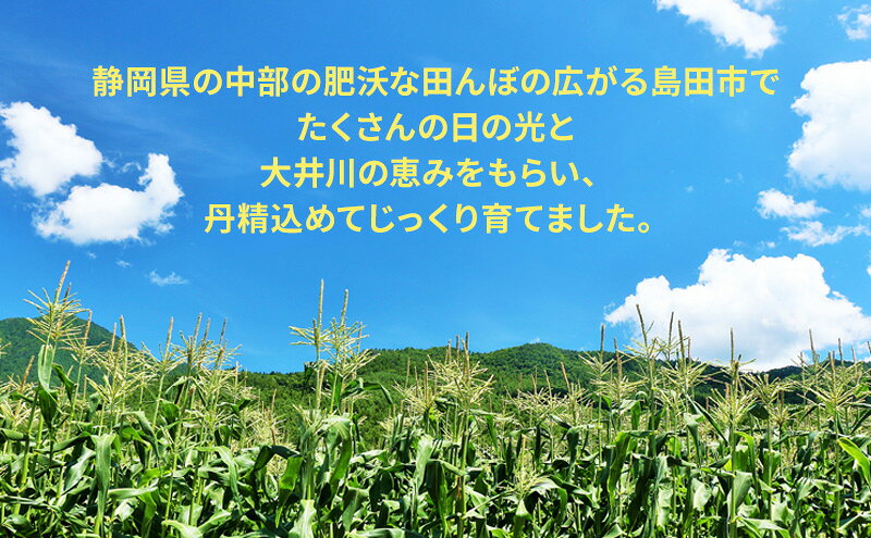 【ふるさと納税】【先行予約】朝採り新鮮な 静岡県産 とうもろこし 12本～14本 【2026年6月中旬より順次発送】 野菜 新鮮 トウモロコシ 静岡 島田　お届け：2026年6月中旬～7月下旬ごろ