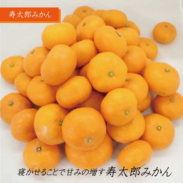 【ふるさと納税】 みかん 寿太郎 約5kg 50玉前後 ミカン 蜜柑 果物 フルーツ 濃い 濃厚な風味 高糖度 甘い 甘みと酸味のバランス 静岡県 富士市産 [sf001-063] f222101-fuji-10000318 静岡県富士市 サンプル画像2