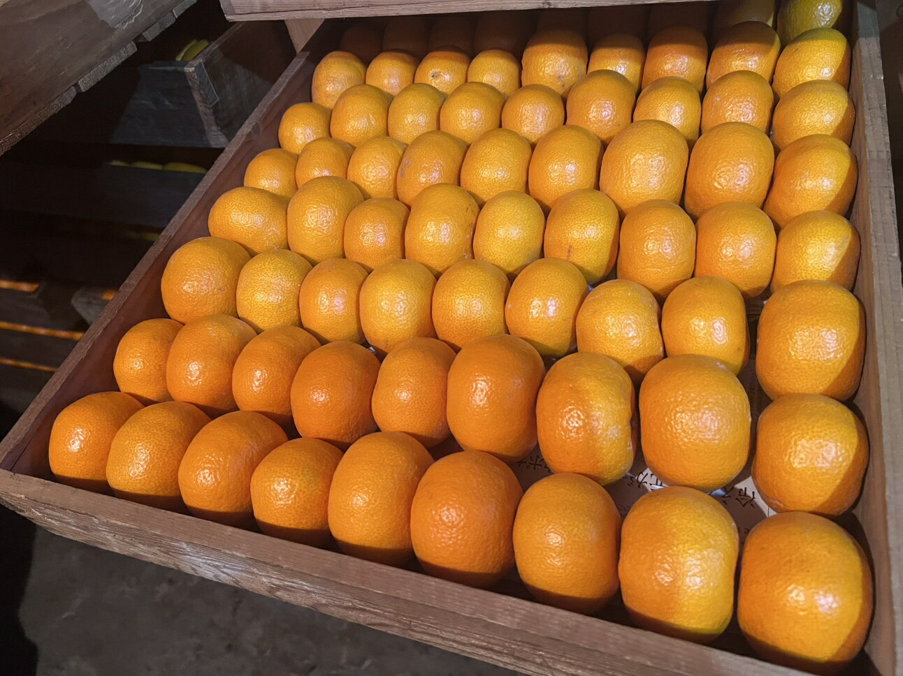 【ふるさと納税】 みかん 寿太郎 約5kg 50玉前後 ミカン 蜜柑 果物 フルーツ 濃い 濃厚な風味 高糖度 甘い 甘みと酸味のバランス 静岡県 富士市産 [sf001-063] f222101-fuji-10000318 静岡県富士市 サンプル画像3
