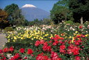 市民の花「バラ」を市内にいっぱいにするため、富士総合運動公園内の「ふるさと花壇」への植樹に活用します。 ※良質な素材で一つ一つ丁寧に手作りした、市の花「薔薇」をモチーフにした銘菓「バラのマドレーヌ」をお送りします。 商品説明返礼品バラのマドレーヌ 容量入り数：12ケ入り&nbsp;賞味期限：3週間&nbsp;保存方法 直射日光を避け、常温で保存してください。&nbsp; 原料 卵、小麦粉、バター、砂糖、はちみつ、ベーキングパウダー製造業者(有）ふるいや旅館　 ランジェラ静岡県富士市平垣6-1その他ふるさと納税に関する問い合わせ先（返礼品に関する問い合わせ先）＜富士市ふるさと納税業務受託先＞〒421-3305 静岡県富士市岩渕1488番地の1富士川まちづくり株式会社電話　0545-81-5556メールアドレス　 fuji-furusato@fujikawarakuza.co.jp ・ふるさと納税よくある質問はこちら ・寄附申込みのキャンセル、返礼品の変更・返品はできません。あらかじめご了承ください。入金確認後、注文内容確認画面の【注文者情報】に記載のご住所に1週間以内を目途に、お礼の特産品とは別にお送りいたします。 ワンストップ特例申請書に関しましては【希望する】を選択されました方のみ同封させていただきます。