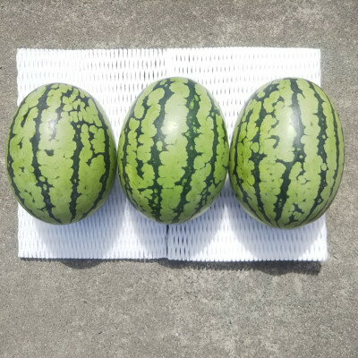 【ふるさと納税】【先行予約/2026年8月上旬より発送】3玉!夏を思いっきり楽しむ!シャリ感抜群!スイカ【..