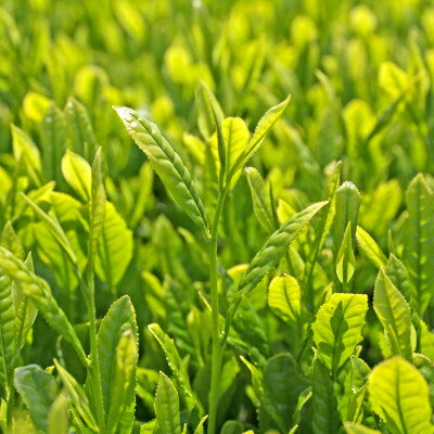 【ふるさと納税】静岡県磐田市産の一番茶葉100%使用!どうまい缶飲料「いわた茶缶」(300gボトル缶×24)_ お茶 静岡 おちゃ 茶 緑茶 一番茶葉 いわた茶 缶 ボトル缶 飲料 ドリンク 飲み物 ソフトドリンク 24本 静岡県 防災 備蓄 ギフト プレゼント 【1414264】