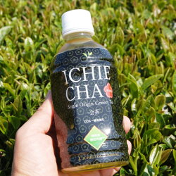 【ふるさと納税】高級煎茶　ICHIE　CHA 24本入り　シングルオリジンペットボトル高級緑茶　静岡磐田市産【1419410】 画像2