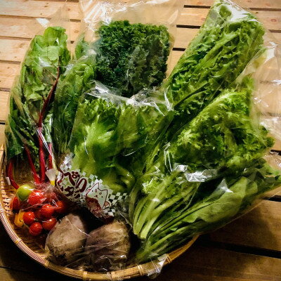 【ふるさと納税】多彩な食味のサラダボウルが作れる野菜詰め合わ