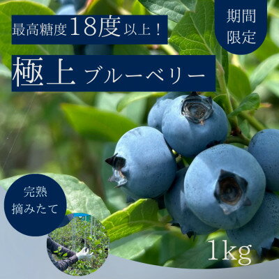 【ふるさと納税】【極上】完熟 生ブルーベリー1kg【配送不可地域:離島】【1519661】 【ふるさと納税】【極上】完熟 生ブルーベリー1kg【配送不可地域:離島】【1519661】