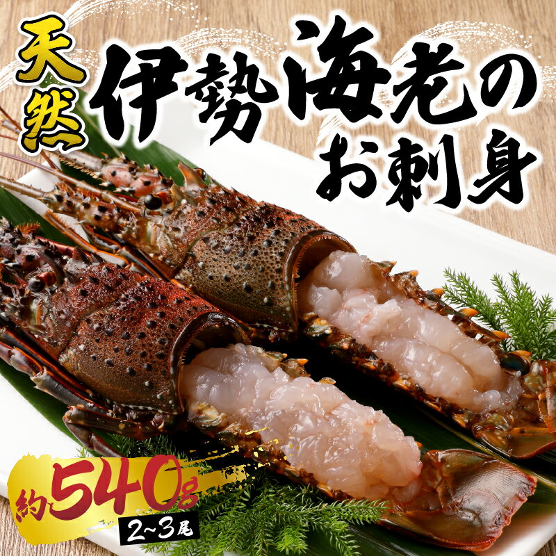 【ふるさと納税】 伊勢海老 えび 殻付き 刺身 冷凍 お造り セット 焼津 約540g （2〜3匹） お刺身用に加工済 a30-171