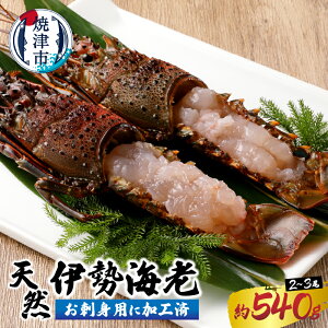 【ふるさと納税】 伊勢海老 えび 殻付き 刺身 冷凍 お造り セット 焼津 約540g (2〜3匹)...