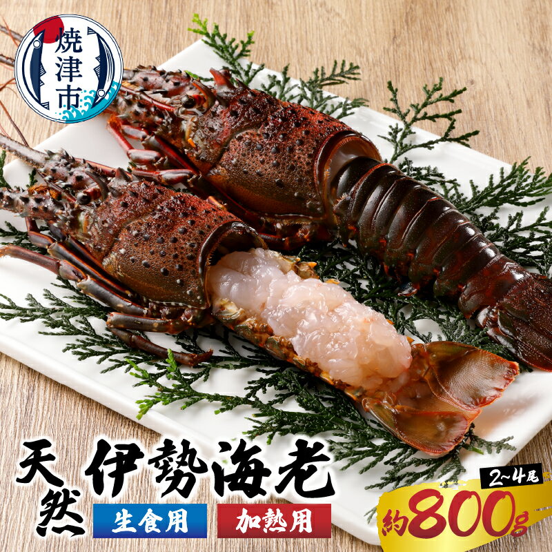 伊勢海老 えび 冷凍 魚 焼津 いせえび 三昧セット 約0.8kg (2〜4匹) 殻付き 刺身用+焼物用 生食 加熱