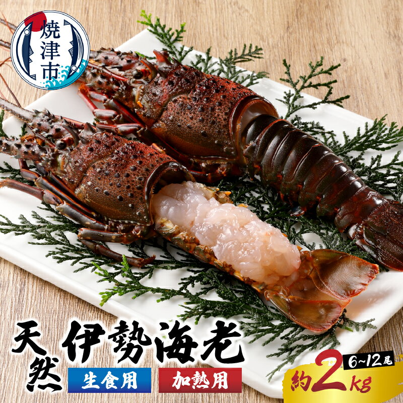 【ふるさと納税】 伊勢海老 冷凍 焼津 刺身用 焼物用 伊勢海老三昧 セットC 約2kg （6〜12匹） b100-035