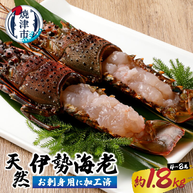 【ふるさと納税】 伊勢海老 お造り セット 約1.8kg お刺身用 加工済 殻付き 4～8匹 天然 冷凍 焼津 b10-073のサムネイル
