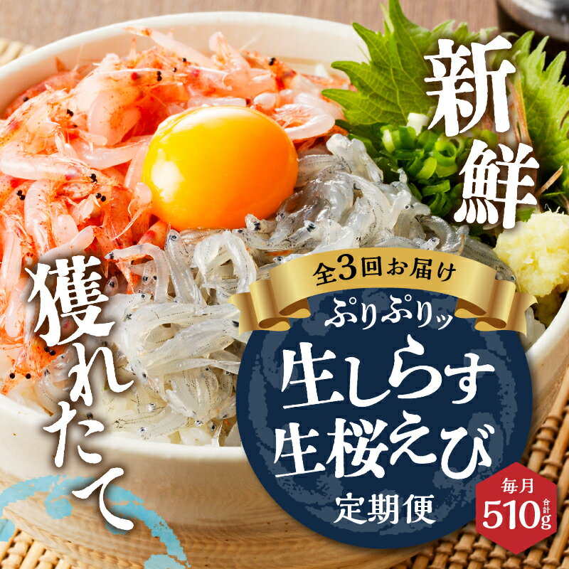 【ふるさと納税】 定期便 3回 しらす 生しらす 100g×3個 生 桜えび 70g×3個 天然 魚 冷凍 焼津 a30-221