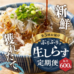 【ふるさと納税】 定期便 しらす 生しらす 魚 冷凍 焼津 天然 生しらす 100g×6個 お届け 3回 【定期便 3回】 a30-234 画像1