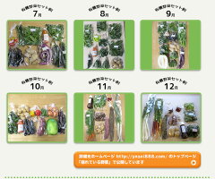 【ふるさと納税】有機JAS・JGAP認証オーガニック野菜3回お届け定期便