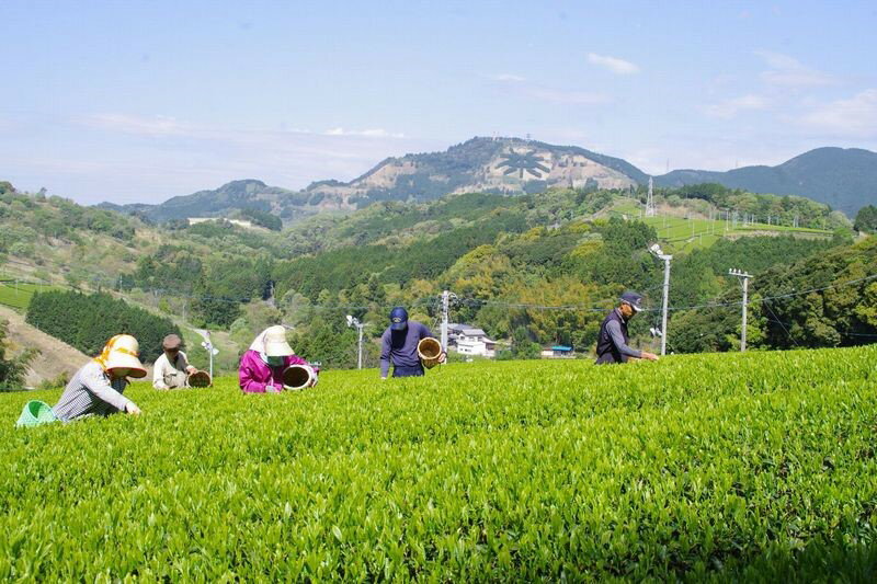 【ふるさと納税】お茶 緑茶 全国初の快挙！日本三大品評会　農林水産大臣賞受賞　三冠茶園　深蒸し掛川茶　200g×6袋（1、2 kg）2番茶仕上げ 美笠園〔 煎茶 茶葉 静岡 〕