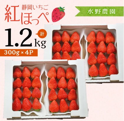 イチゴ 苺 いちご【4月～5月発送】掛川産完熟いちご「ミズノ農園の紅ほっぺ」　300g×4パック入り　約1.2kg（その日に収穫したものを受付順に4月～5月末まで順次発送）〔 紅ほっぺ 静岡産 〕