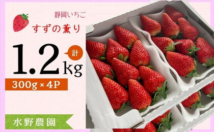 イチゴ 苺 いちご 新品種【4月・5月発送】掛川産完熟いちご「ミズノ農園のすずの薫り」300g×4パック　約1.2kg（その日に収穫したものを受付順に4月・5月に順次発送）〔静岡 すずの薫り すずのかおり 香り 人気 甘い ボリューム 掛川市 ミズノ農園 〕