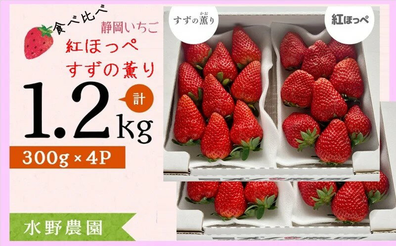 イチゴ いちご 新品種 4月・5月発送]掛川産完熟いちご「ミズノ農園の紅ほっぺDX 2パック+すずの薫りDX 2パック」各300g×2パックずつ 計4パック(約1.2kg)〔 苺 紅ほっぺ すずの薫り すずのかおり 香り 甘い ボリューム 掛川市 ミズノ農園 〕