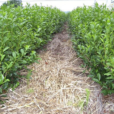 静岡県掛川市の画像3