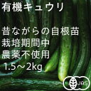 【ふるさと納税】有機キュウリ 接ぎ木ではない昔ながらの自根(じこん)キュウリ 夏季限定(6、7、8月)【配送不可地域:離島・北海道・沖縄県・四国・九州】【156...