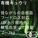 【ふるさと納税】【フードロス対応・規格外】有機キュウリ 接ぎ木ではない昔ながらの自根きゅうり 夏季(6〜8月)発送【配送不可地域:離島・北海道・沖縄県・四国・九...