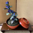 【ふるさと納税】【秋りんどう】四季を彩る創作草もの盆栽(工芸品)〜工房椿【配送不可地域:離島・北海道・沖縄県】【1599108】