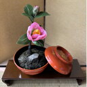 【ふるさと納税】【冬 わびすけつばき】四季を彩る創作草もの盆栽(工芸品)~工房椿【配送不可地域:離島・北海道・沖縄県】【1599117】
