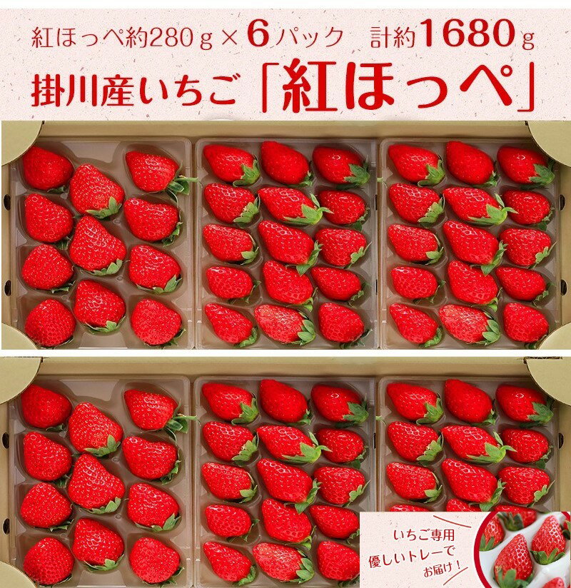 【ふるさと納税】掛川産苺「紅ほっぺ」280g×6P　計1,680g【4月～5月にかけて受付順に順次発送】(株)多好喜〔イチゴ・いちご・静岡産〕