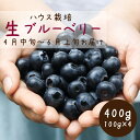  ブルーベリー ハウスで作った掛川産『生ブルーベリー』 400g（100g×4）毎年4月中旬～6月上旬にかけて受付順で発送（ フルーツ 季節限定 期間限定 先行予約）ヴァインヤード