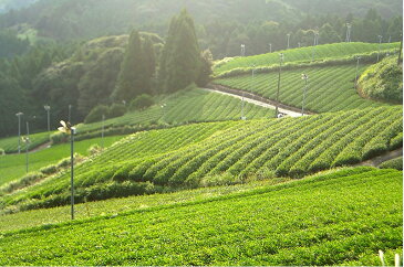 【ふるさと納税】天皇杯受賞茶園栽培茶2番茶仕上100g×10本〔お茶・緑茶・煎茶・茶葉・静岡・掛川茶〕