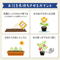 【ふるさと納税】 花苗 おすすめ セット 8～10 ポット ガーデニング 寄せ植え 季節 お花 贈り物 画像1