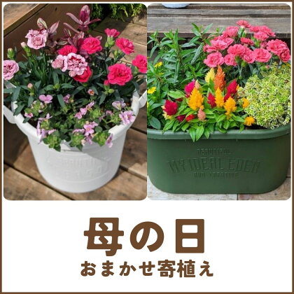 【オンライン決済限定】 母の日 寄植え 花苗 植物 ガーデニング おまかせ 季節 花 プレゼント インテリア おすすめ オススメ 静岡県 藤枝市 発送：2024年5月2日から予定