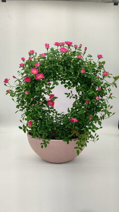 【 オンライン決済限定 】 母の日 花鉢 つる バラ アーチ 仕立て オーバル型 陶器 7号 お花 鉢植え 蔓 薔薇 ガーデニング 植物 母の日 ギフト 2024年5月から順次発送予定