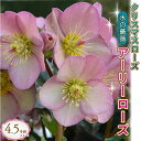 【ふるさと納税】 【先行予約】 花 冬の貴婦人 クリスマスローズ 新品種 アーリーローズ 開花株 4.5号 冬 季節 ガーデン ガーデニング 庭 贈答 プレゼント ギフト 植物 2025年12月中旬より発送開始 オンライン決済限定