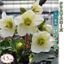 【ふるさと納税】 【先行予約】 花 クリスマス ローズ 冬の貴婦人 氷の薔薇ホワイト 白 開花株 4.5号 冬 季節 ガーデン ガーデニング 庭 贈答 プレゼント ギフト 植物 2026年1月中旬より発送開始 オンライン決済限定