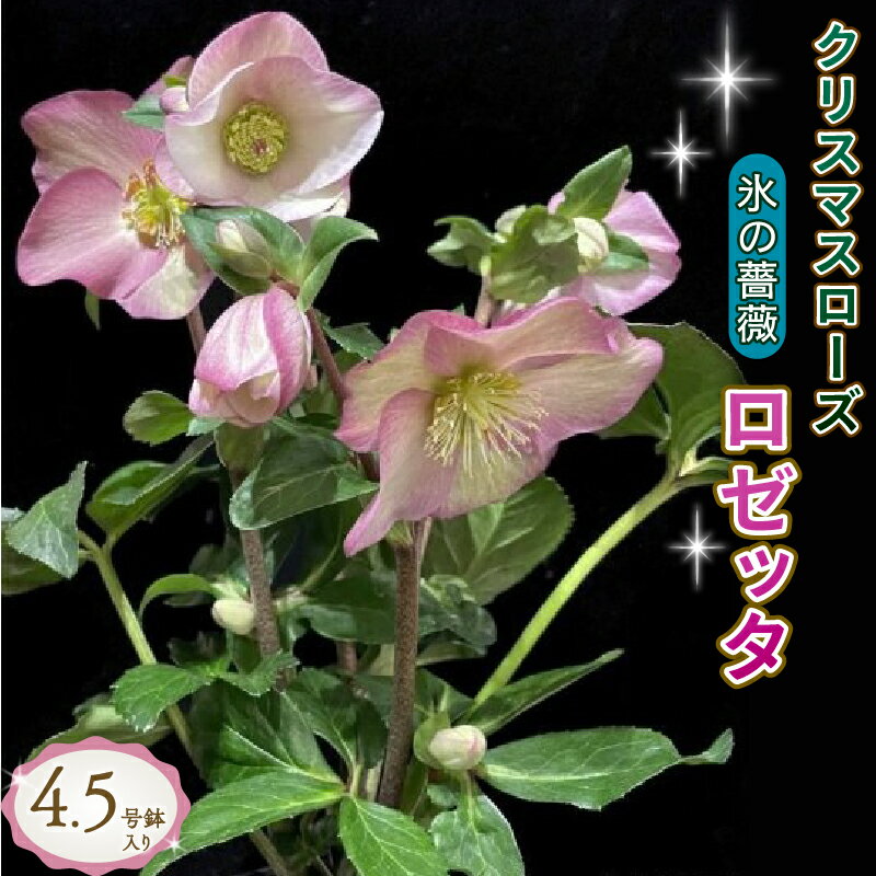 【ふるさと納税】クリスマスローズ 鉢植え 氷の薔薇 ロゼッタ 開花株5号 お届け：2024年1月10日より順次出荷予定のサムネイル