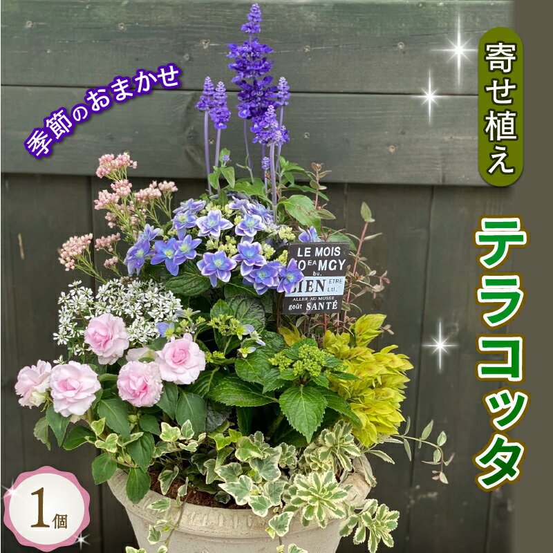 季節のおまかせ テラコッタ 寄せ植え ギフト 花 お花 鉢花 花苗 贈り物 お祝い プレゼント ガーデニング フラワー ギフト