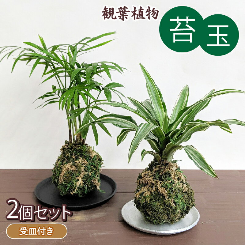 【ふるさと納税】 観葉植物 こけ玉 2個 セット 受皿 付き 苔玉 植物 盆栽 インテリア 雑貨 工芸品 装飾..