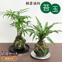 9位! 口コミ数「1件」評価「2」 観葉植物 こけ玉 2個 セット 受皿 付き 苔玉 植物 盆栽 インテリア 雑貨 工芸品 装飾品 静岡県 藤枝市