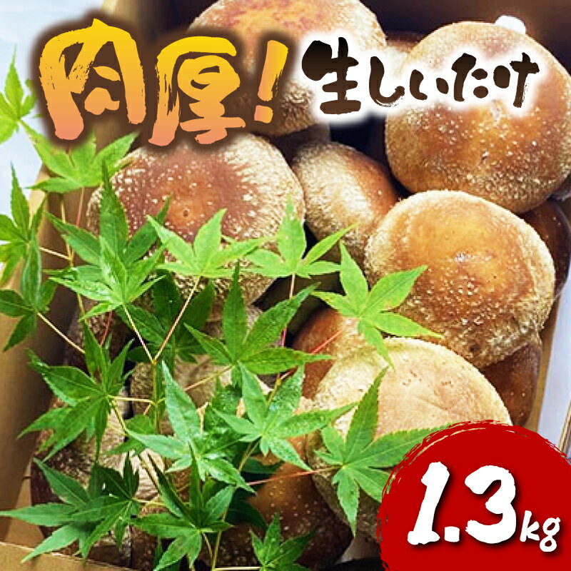 【ふるさと納税】 肉厚しいたけ 1.3kg 生椎茸 国産 シ