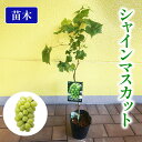 【ふるさと納税】 【先行予約】 果樹苗 ぶどう シャインマスカット 苗木 植物 苗 マスカット 2025年10月中旬より発送開始 オンライン決済限定