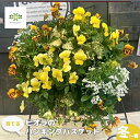 【ふるさと納税】 【先行予約】 花 育てる パンジー ビオラ ハンギング バスケット 寄せ植え 生花 自然 お花 植物 フラワー ガーデニング 壁掛け 贈り物 静岡県 藤枝市 2025年11月中旬より発送開始 オンライン決済限定