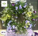 【ふるさと納税】 【先行予約】 花 育てる パンジー ビオラ ハンギング リース 寄せ植え 生花 自然 お花 植物 フラワー ギフト ガーデニング 飾り 庭 ベランダ 壁掛け 贈り物 静岡県 藤枝市 2025年11月より発送 オンライン決済限定