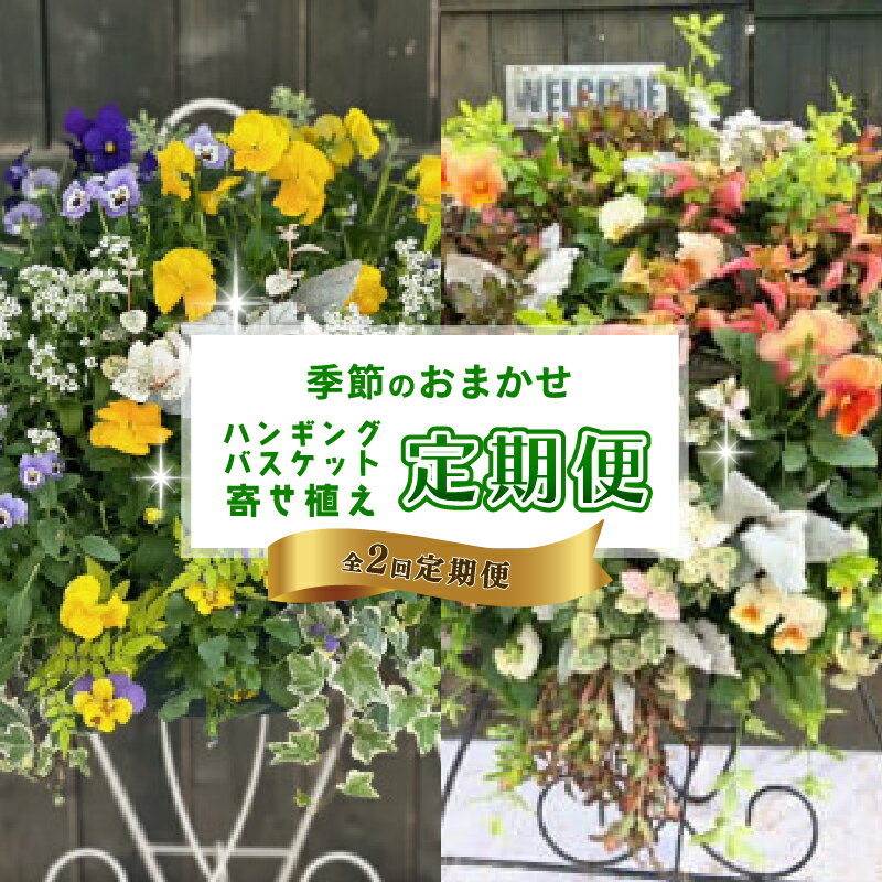 [全2回定期便] [オンライン決済限定] 花 ハンギングバスケット 寄せ植え 生花 自然 お花 植物 フラワー ギフト ガーデニング 飾り 庭 ベランダ 壁掛け 贈り物 おすすめ オススメ 静岡県 藤枝市