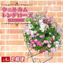 【ふるさと納税】 【全4回定期便】 【オンライン決済限定】 花 ウェルカム レンゲローズ リング 植え 生花 自然 お花 植物 フラワー ギフト ガーデニング ...
