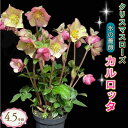 【ふるさと納税】 【先行予約】 花 クリスマスローズ 鉢植え 氷の薔薇 カルロッタ 開花株 4.5号 冬 季節 ガーデン ガーデニング 庭 贈答 プレゼント ギフト 植物 2025年12月中旬より発送開始 オンライン決済限定