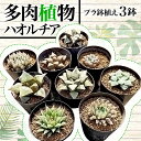 【ふるさと納税】 多肉植物 ハオルチア プラ 鉢植え おまかせ 3鉢 セット 観葉植物 プラ鉢 ミニサイズ 植物 人気 趣味 インテリア ナチュラル 自然 緑 かわいい 初心者